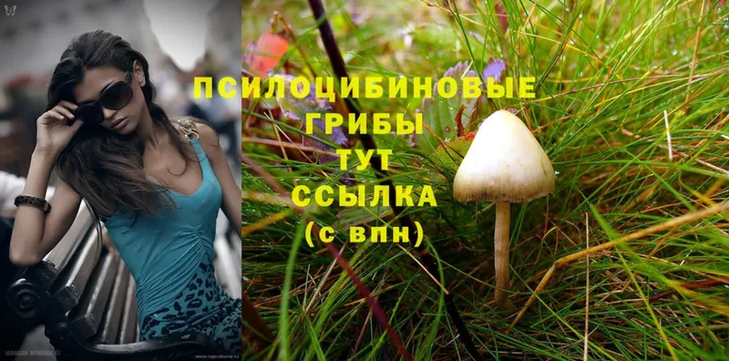 купить наркотики сайты  Любань  Псилоцибиновые грибы Psilocybine cubensis 